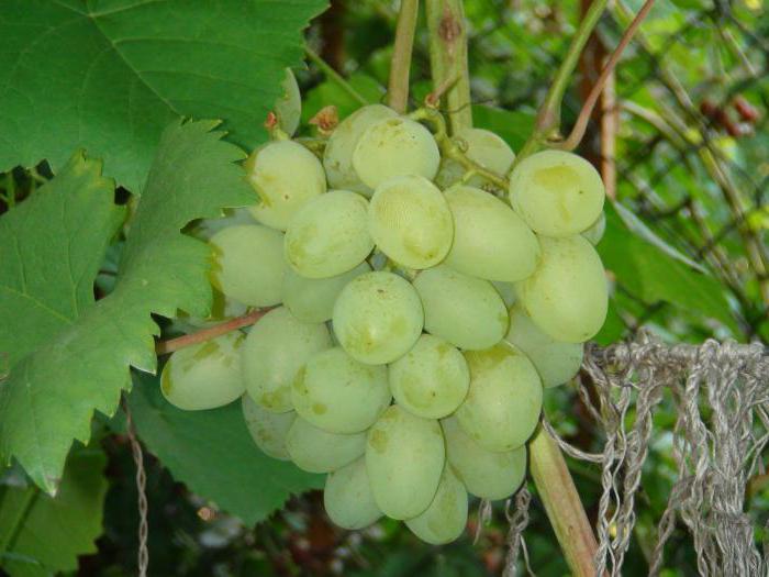 Galahad Opis grozdja