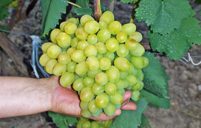 Описание на сорта грозде Галахад