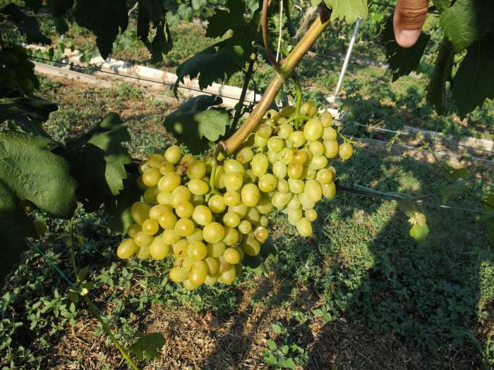 Foto di varietà di uva Galahad