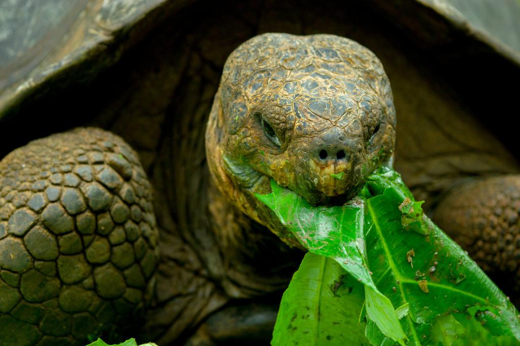 Jedite kornjače ljubavi