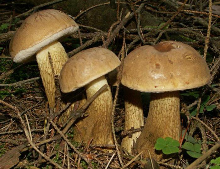 biliózní houby jedlé nebo ne