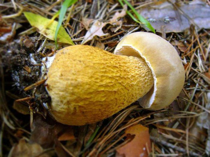 descrizione dei funghi gallici