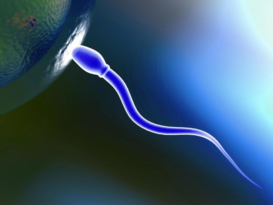 lo sperma fertilizza l'uovo