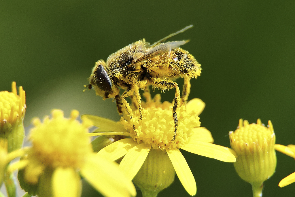 пчела опрашва цвете