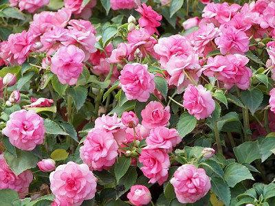 balsam garden camellia