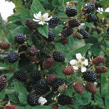 Blackberry planting