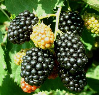 Blackberry zahradní fotografie