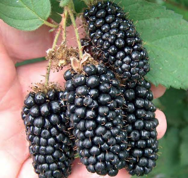 Kaj je koristno blackberry vrt