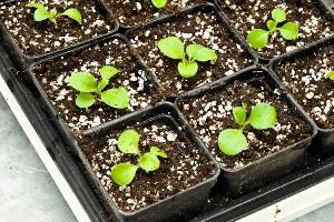 uzgoj petunije iz sjemena