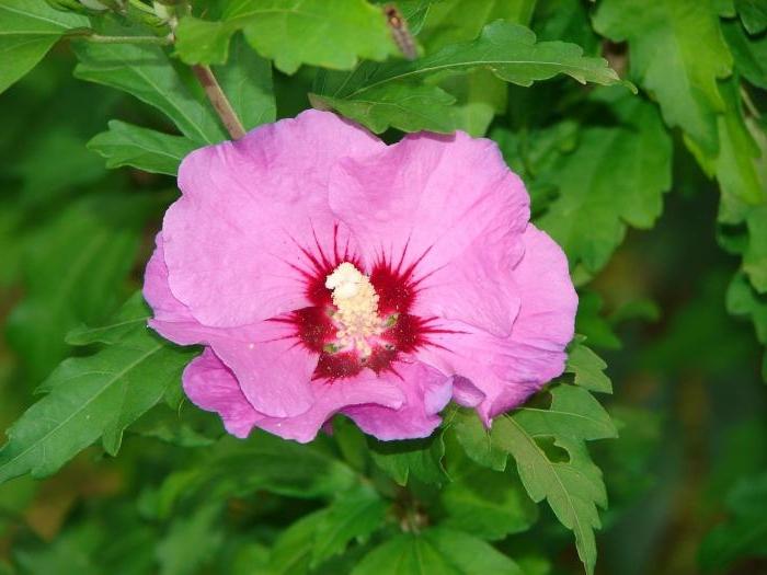Ogród hibiskusa