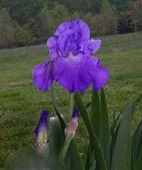 njeguje iris cvijeća