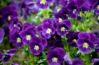 giardino viola