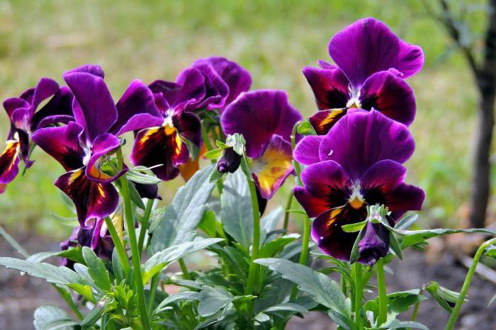 giardino viola tricolore