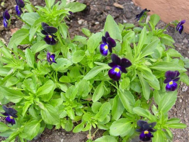giardino viola perenne