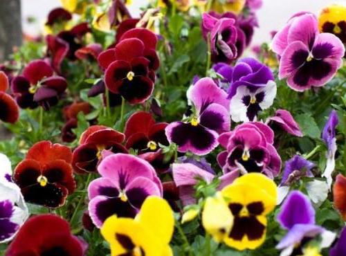 tipi di violette giardino