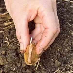 Pěstování a péče o česnek