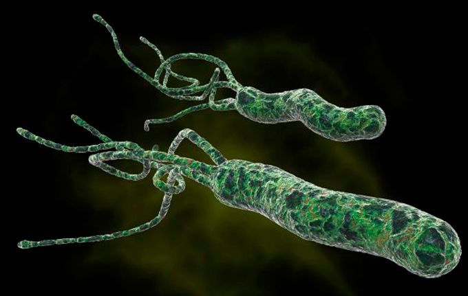 Helicobacter pylori - povzročitelj gastritisa
