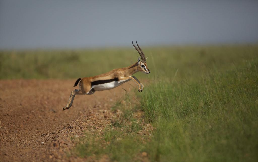 Jumping gazelle