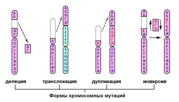 Formy mutacji chromosomowych: schemat