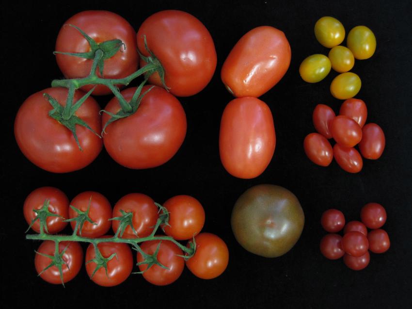 Variazione ereditaria nei pomodori