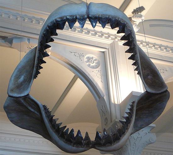 prehistorický megalodon žralok