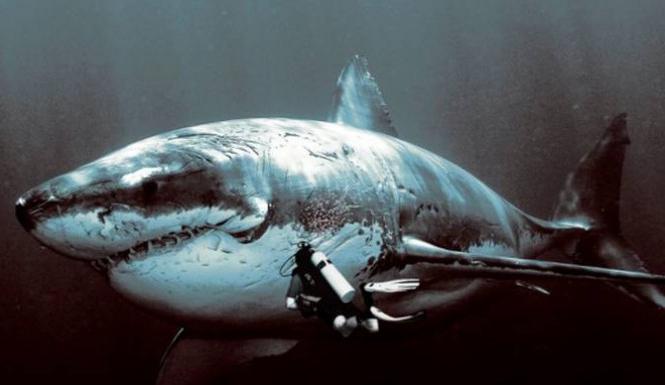 гигантски мегалодон ајкула
