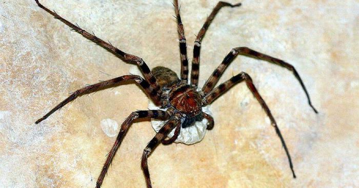 gigantyczny łowca pająków