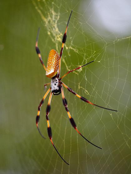 zdjęcia gigantycznych pająków