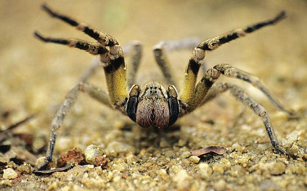 gigantyczne pająki na świecie