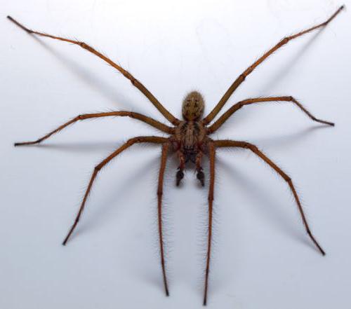 najbardziej gigantyczny pająk na świecie