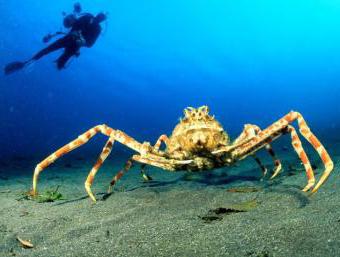 gigantyczny pająk morski
