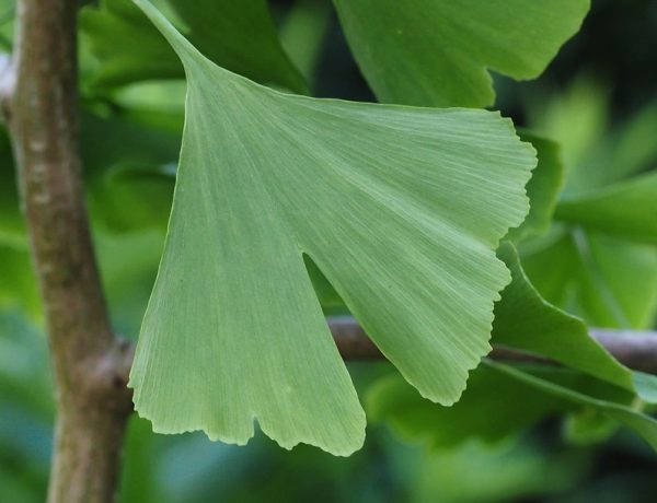 foglie di ginkgo