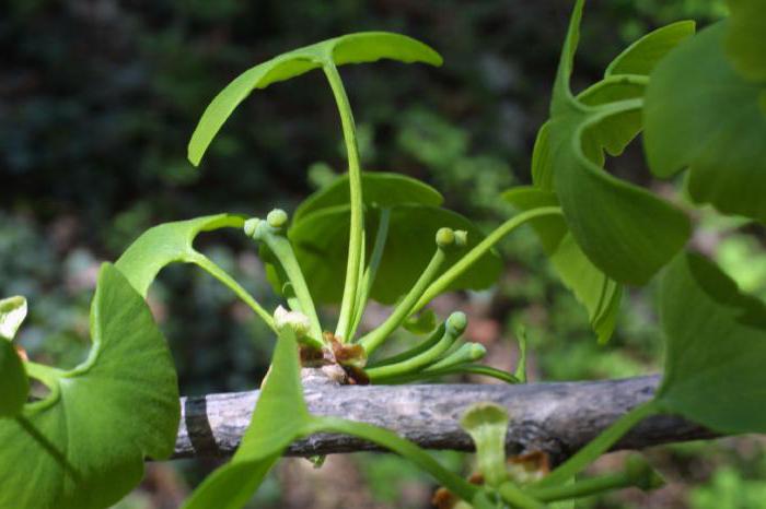 crescita dell'albero di ginkgo biloba