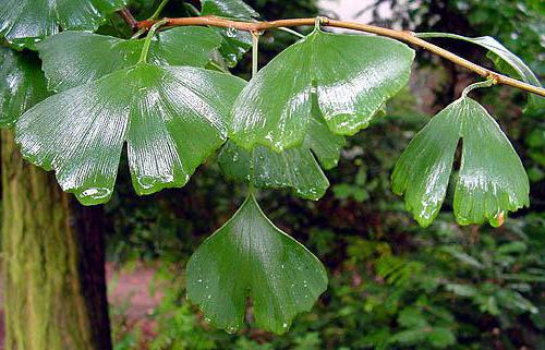 листа на дървото гинко