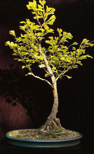 foto dell'albero del ginkgo