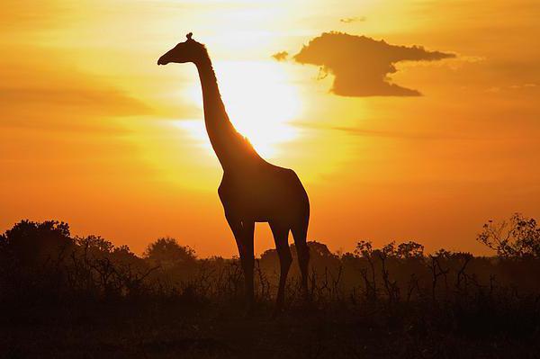 Giraffe analiza Gumilove pesmi