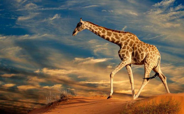 Анализ на стихотворението н гумилев жираф