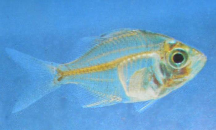 pesce persico di vetro