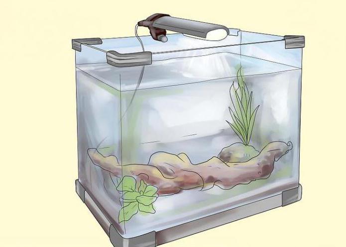 аквариумни риби със стъклен костур