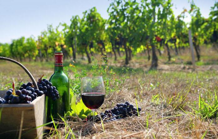 Бог на вино и винопроизводство