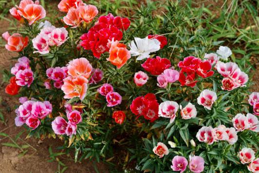 Sadnja cvijeća Godetia i njegu fotografije