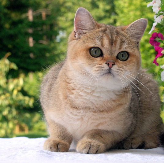 мачке британски златни чинчила