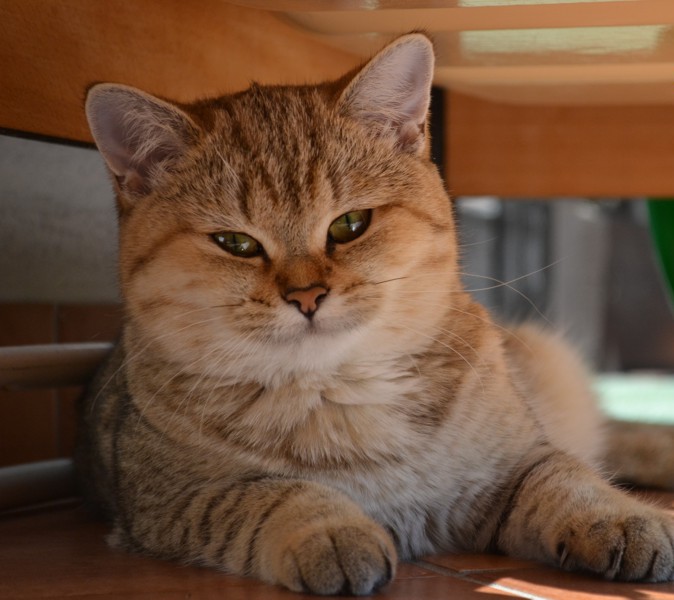 Британска мачка боја златни чинчила