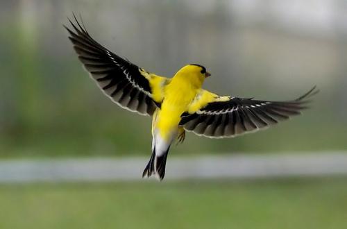 Goldfinch Bird Zdjęcie