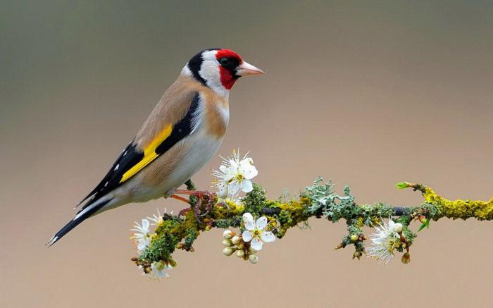 goldfinches пойни