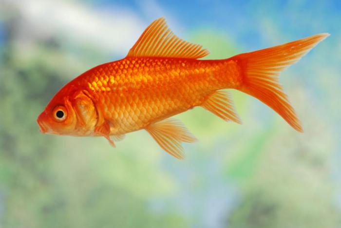 pesce d'oro in acquario