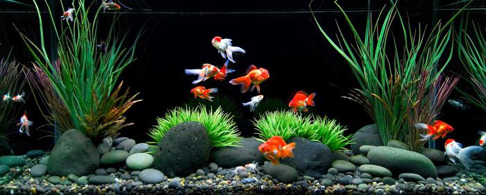 колко златни рибки живеят в аквариум