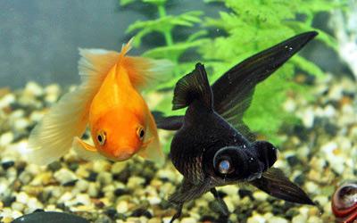 reprodukcija zlatih rib v akvariju