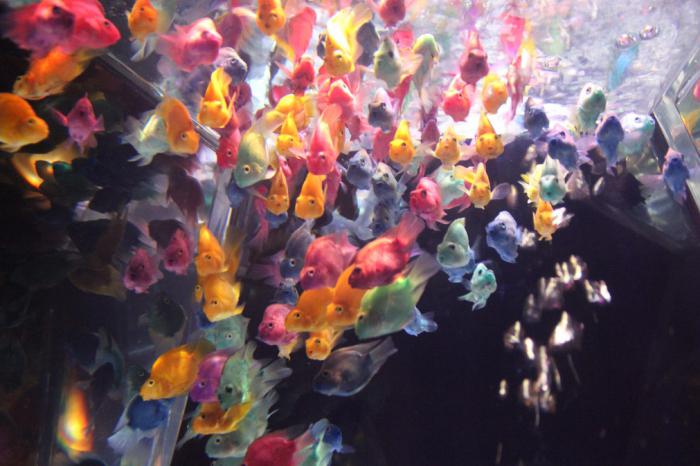 температура в аквариума на златните рибки