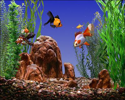 златна риба в малък аквариум